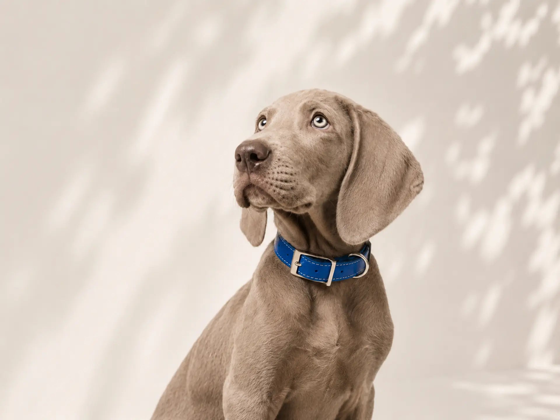 Collar perro pequeño