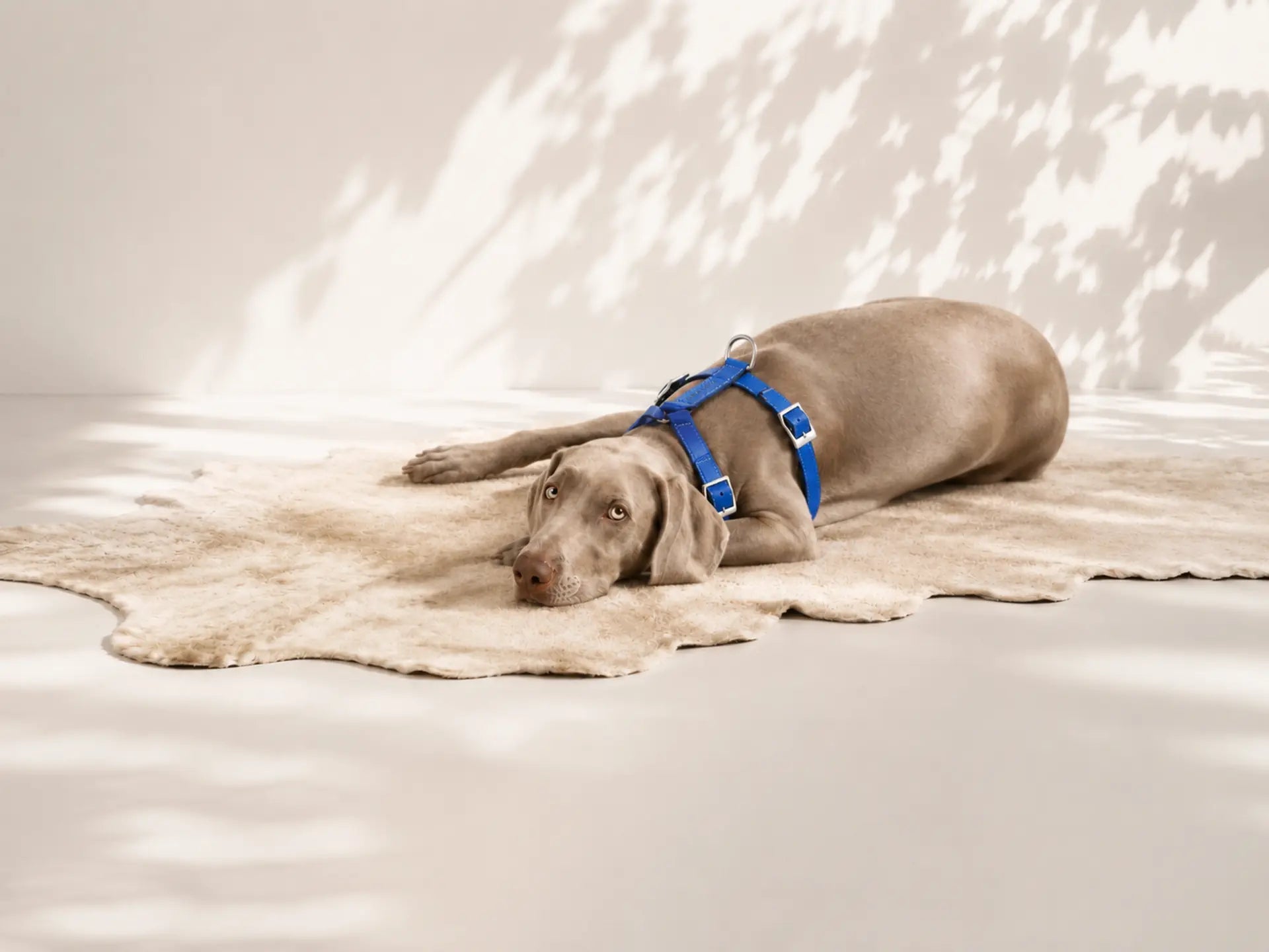 Arnés perro pequeño
