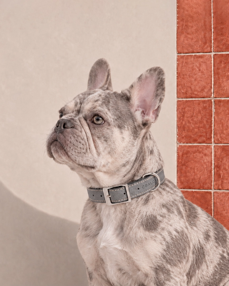 COLLAR DE PERRO ASH