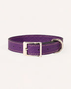 COLLAR DE PERRO IRIS