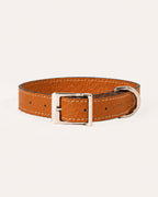 COLLAR DE PERRO TERRA